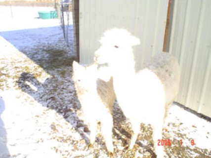 Alpaca For Sale - Diego's Princess at SonRise Alpacas, LLC